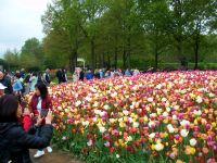 Im Keukenhof