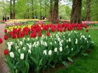 Im Keukenhof