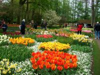 Im Keukenhof