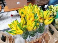 Aufbau Blumenkorso in Sassenheim