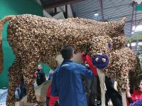 Aufbau Blumenkorso in Sassenheim