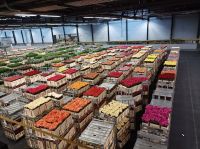 Alsmeer, weltgrößte Blumenauktion