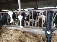 Rembrandt Hove Käserei