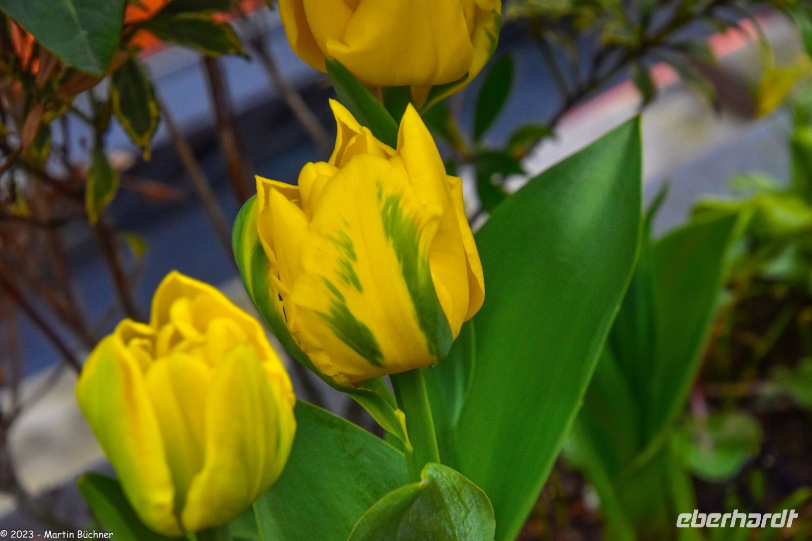 Tulpenblüte in Holland