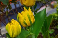 Tulpenblüte in Holland