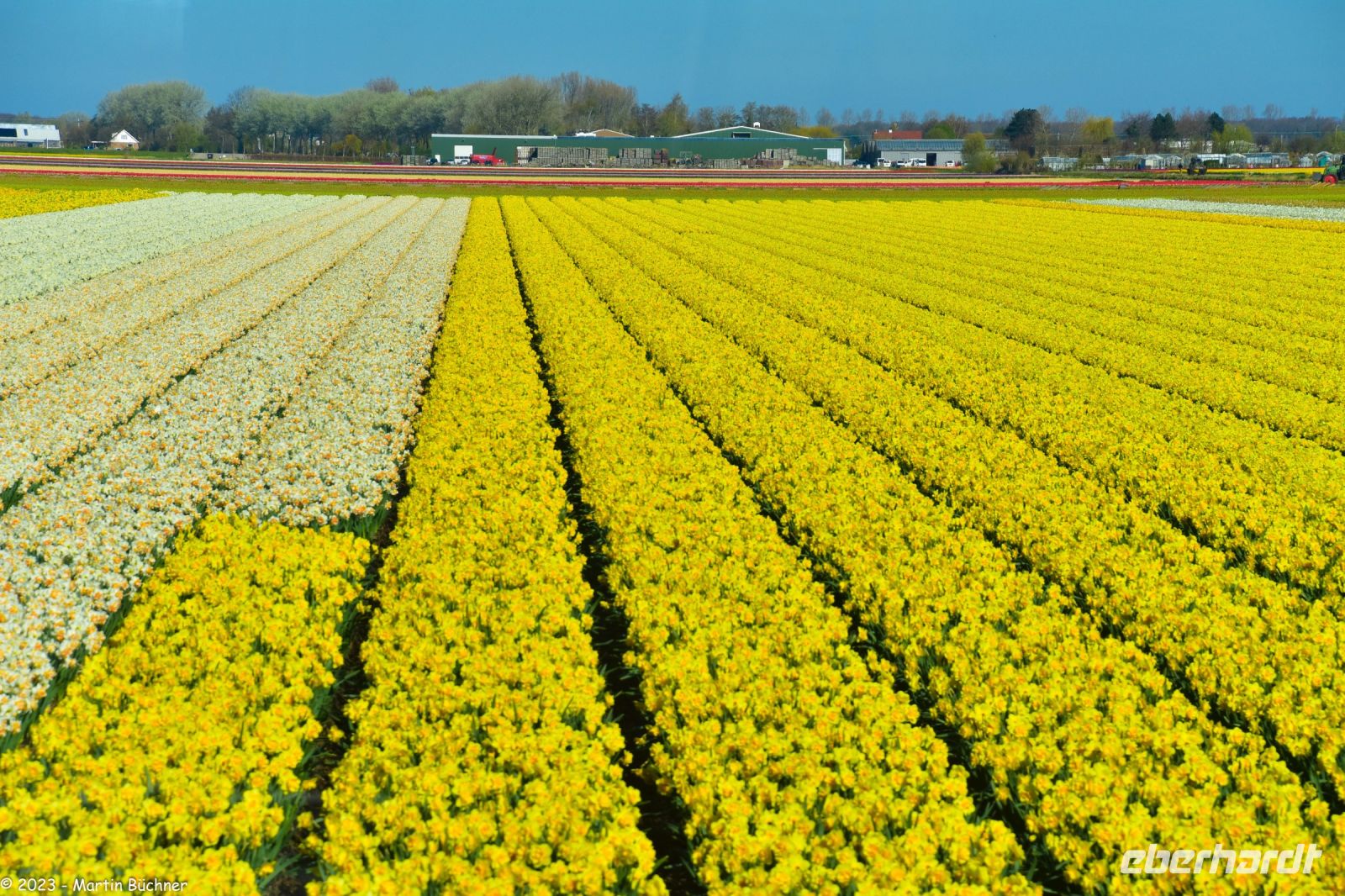 Tulpenblüte in Holland 