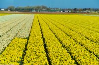 Tulpenblüte in Holland 
