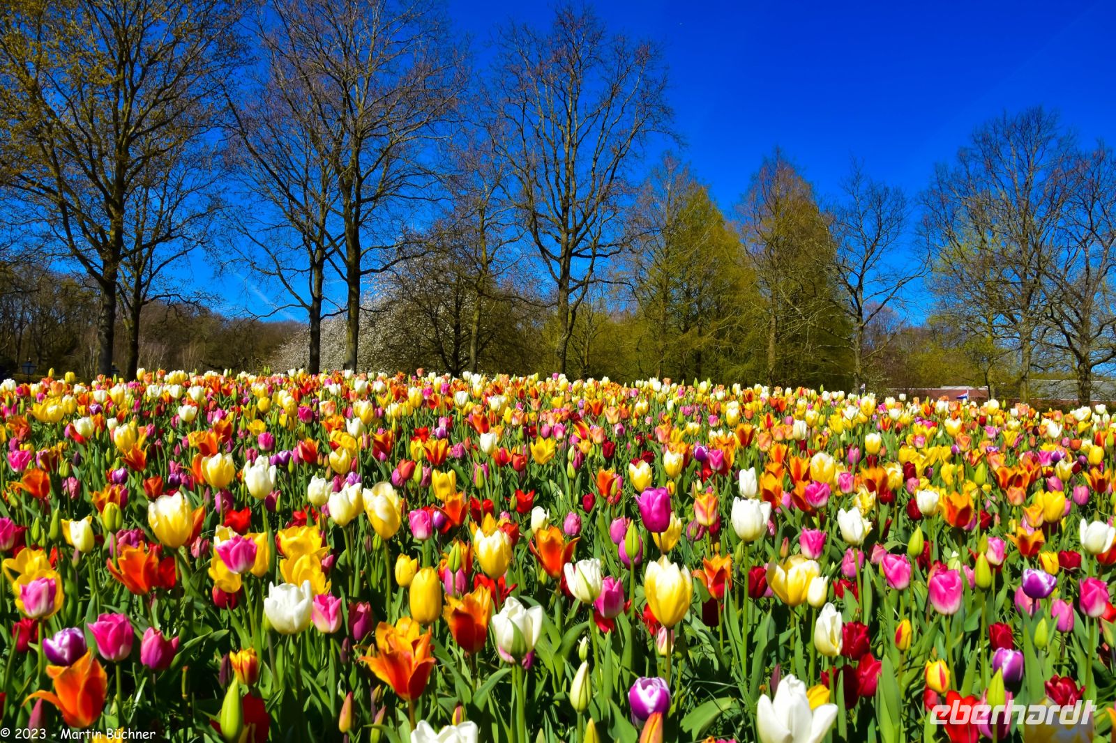 Tulpenblüte in Holland - Keukenhof - Konfetti-Tulpenfeld