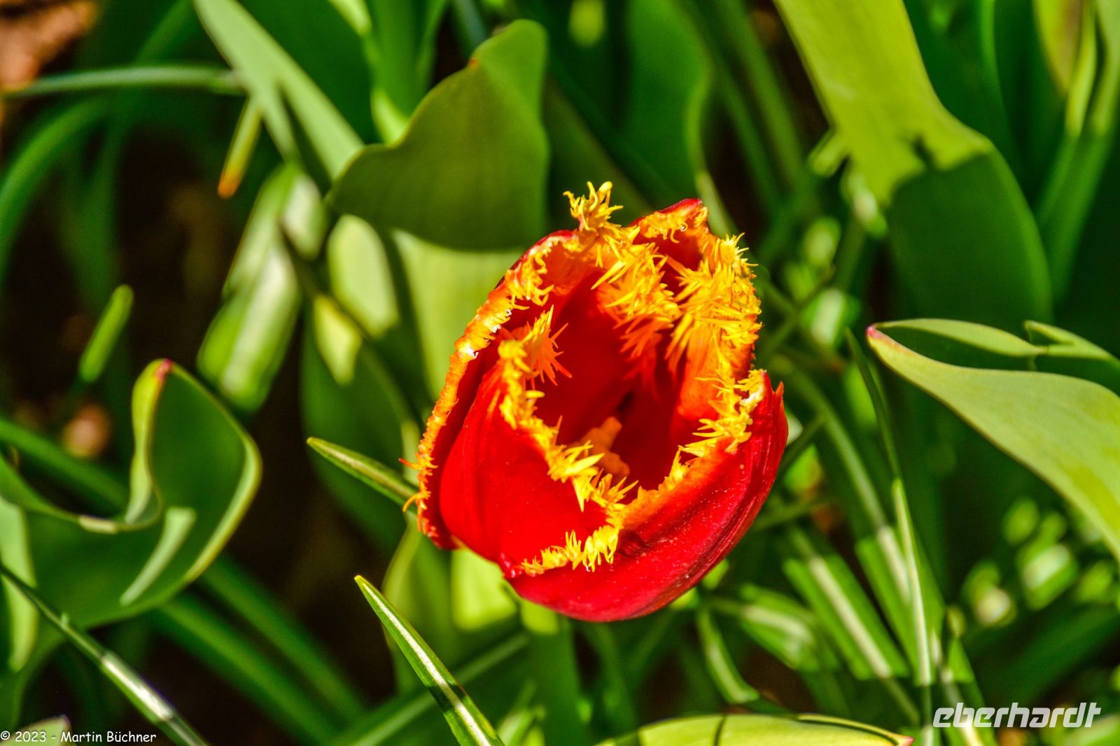 Tulpenblüte in Holland - Keukenhof