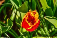 Tulpenblüte in Holland - Keukenhof