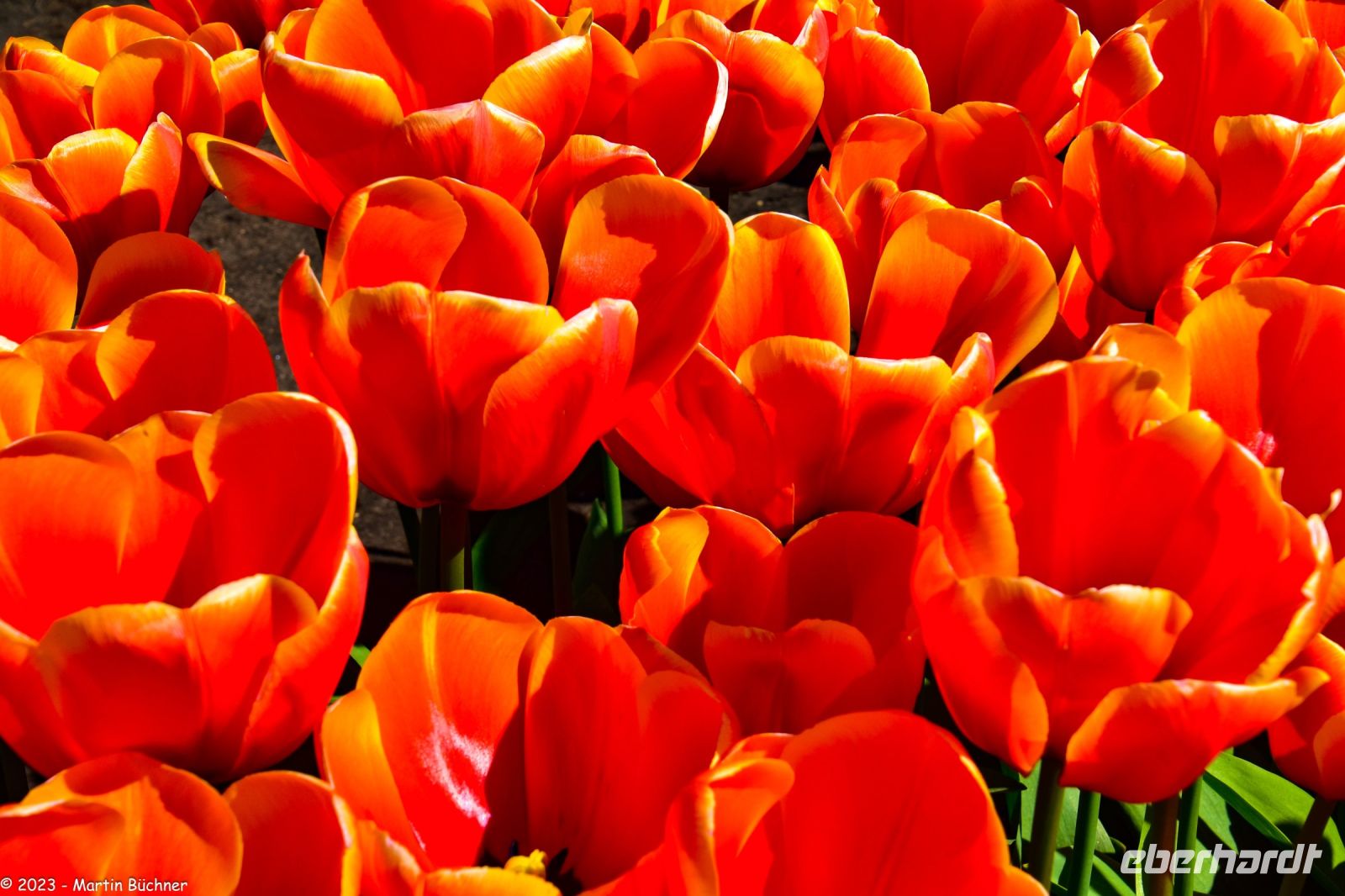 Tulpenblüte in Holland - Keukenhof