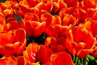 Tulpenblüte in Holland - Keukenhof