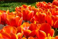Tulpenblüte in Holland - Keukenhof