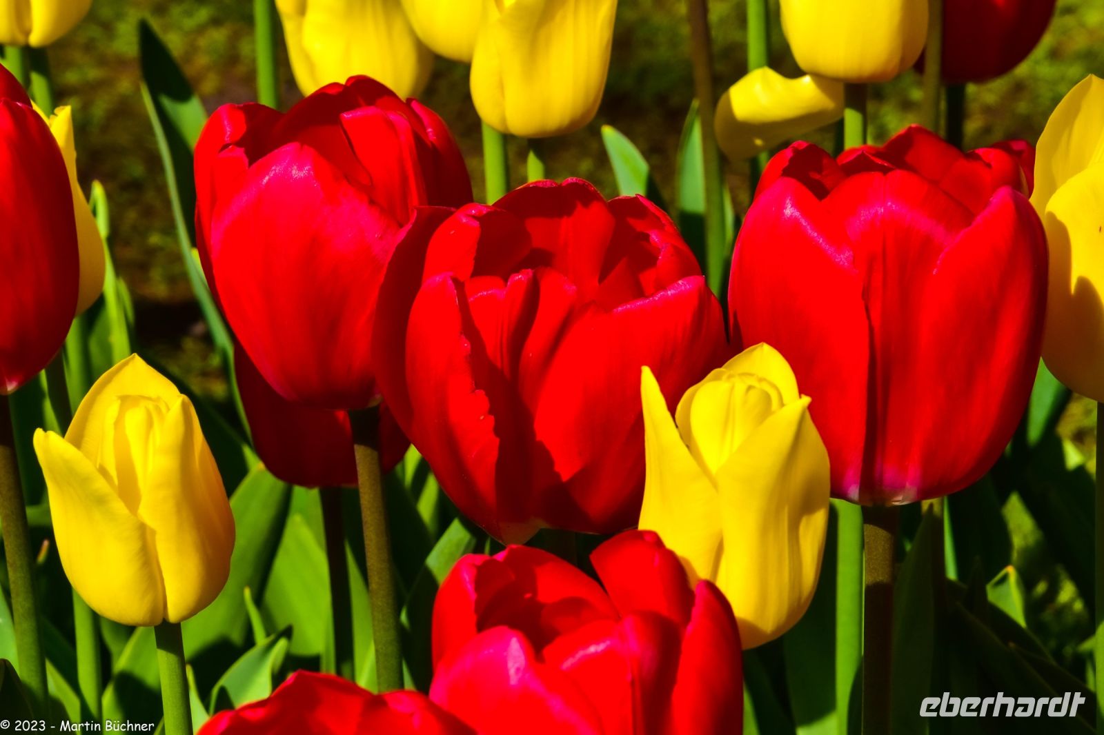 Tulpenblüte in Holland - Keukenhof
