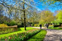 Tulpenblüte in Holland - Keukenhof