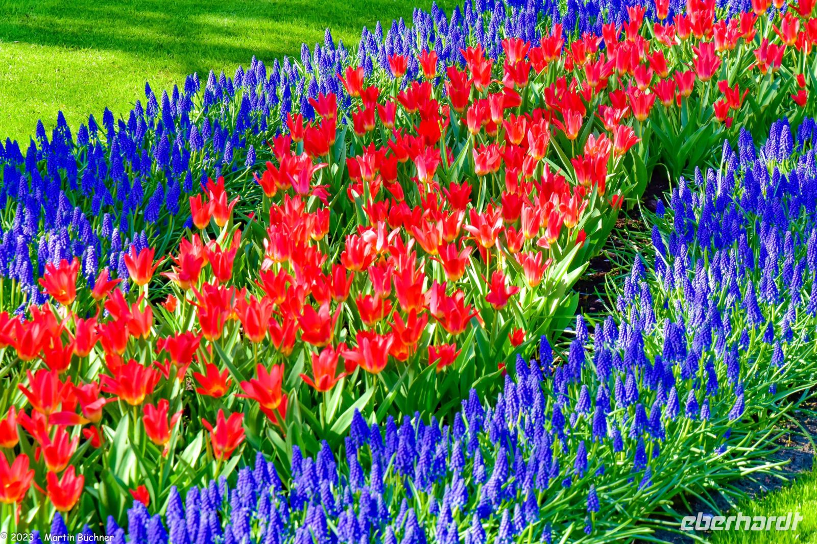 Tulpenblüte in Holland - Keukenhof