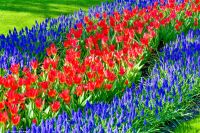 Tulpenblüte in Holland - Keukenhof