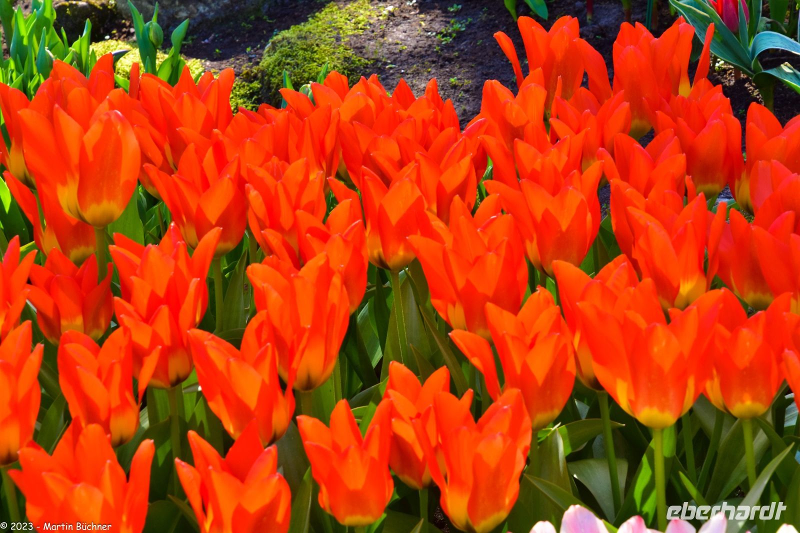 Tulpenblüte in Holland - Keukenhof