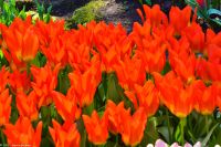 Tulpenblüte in Holland - Keukenhof