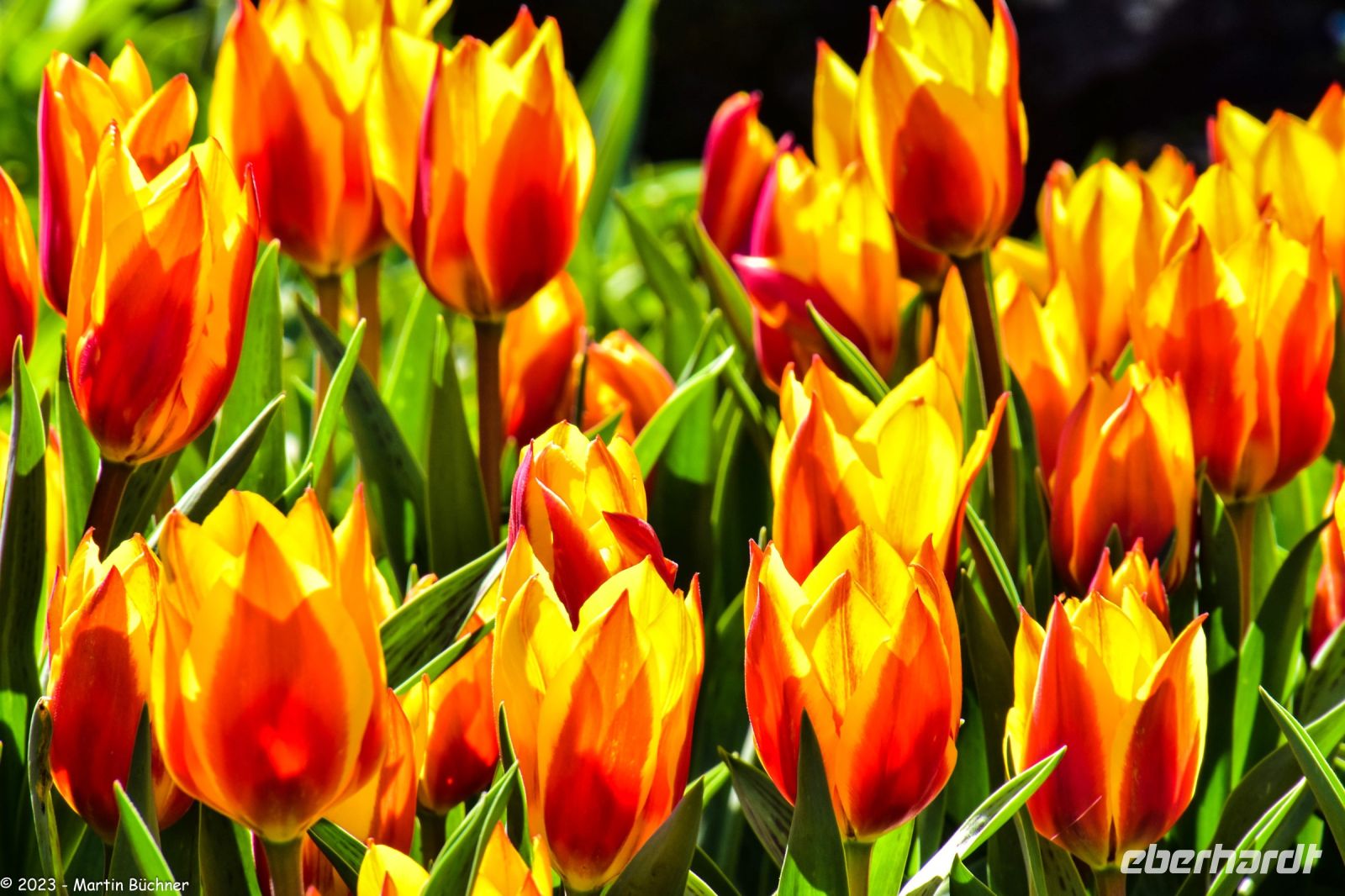 Tulpenblüte in Holland - Keukenhof