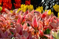 Tulpenblüte in Holland - Keukenhof