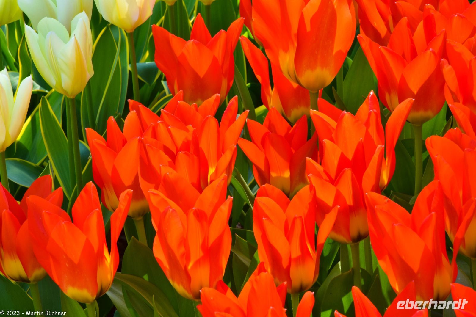 Tulpenblüte in Holland - Keukenhof