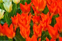 Tulpenblüte in Holland - Keukenhof