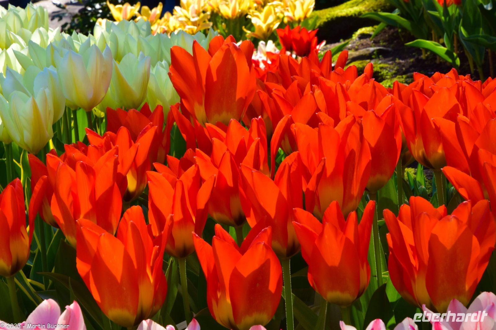 Tulpenblüte in Holland - Keukenhof
