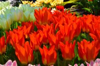 Tulpenblüte in Holland - Keukenhof