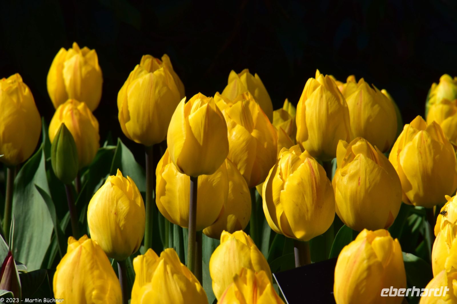 Tulpenblüte in Holland - Keukenhof