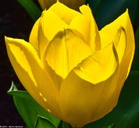 Tulpenblüte in Holland - Keukenhof