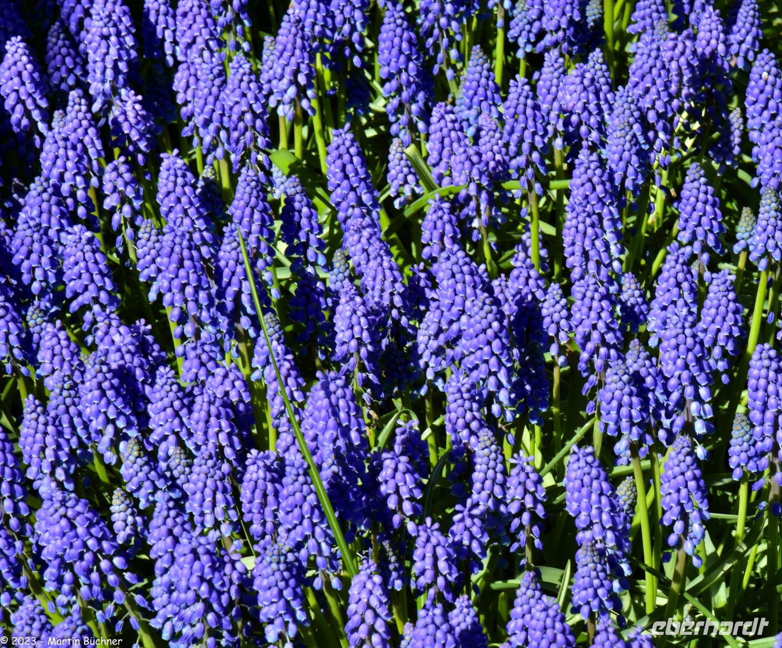 Traubenhyazinthe im Keukenhof