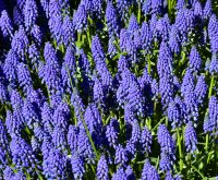 Traubenhyazinthe im Keukenhof