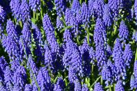 Traubenhyazinthe im Keukenhof