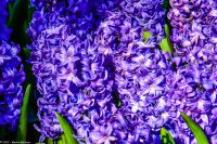 Hyazinthe im Keukenhof