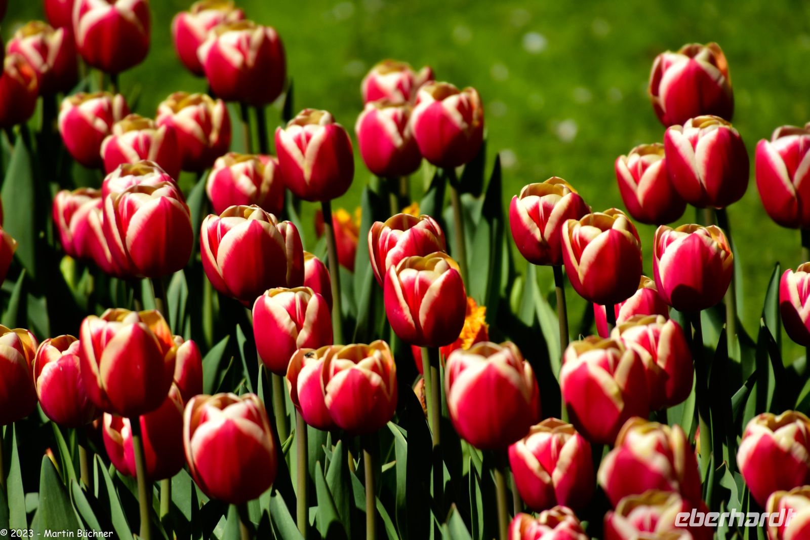 Tulpenblüte im Keukenhof