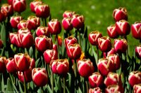 Tulpenblüte im Keukenhof