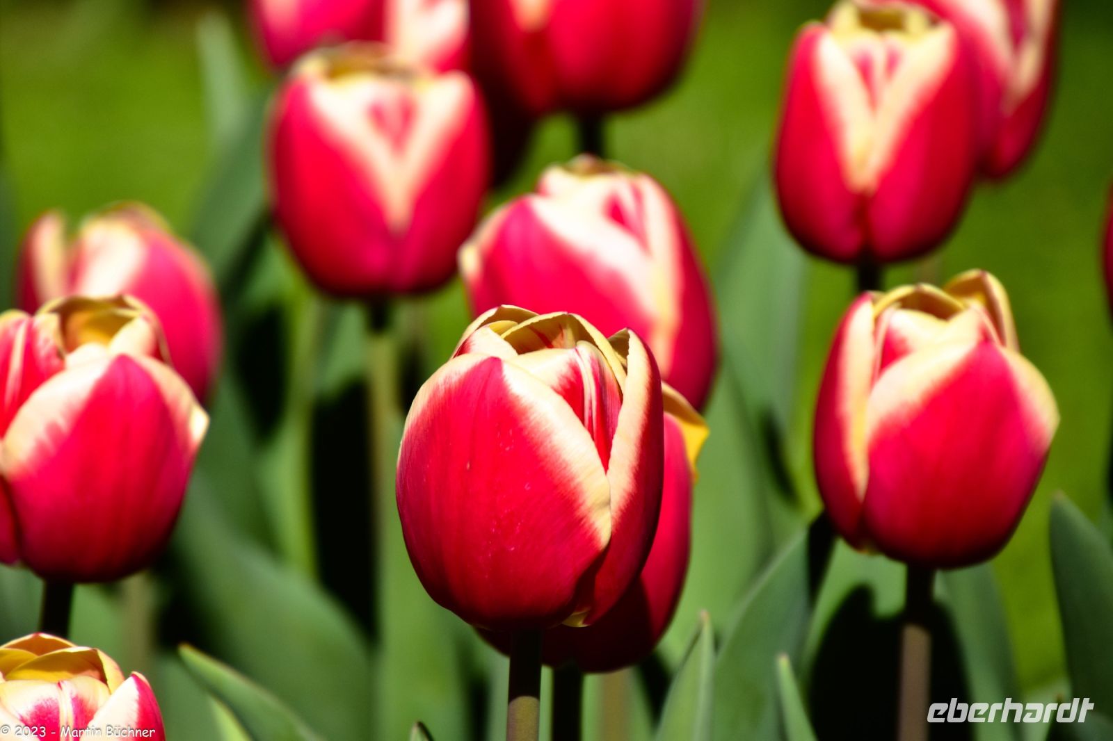 Tulpenblüte im Keukenhof