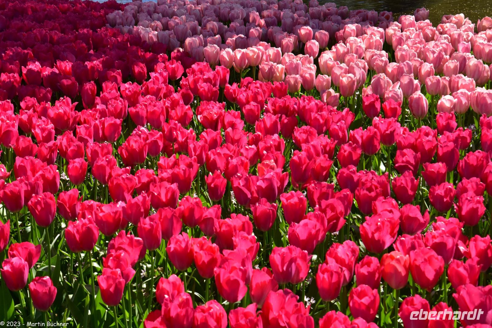 Tulpenblüte im Keukenhof