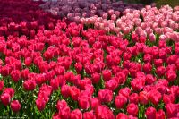 Tulpenblüte im Keukenhof