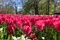 Tulpenblüte im Keukenhof