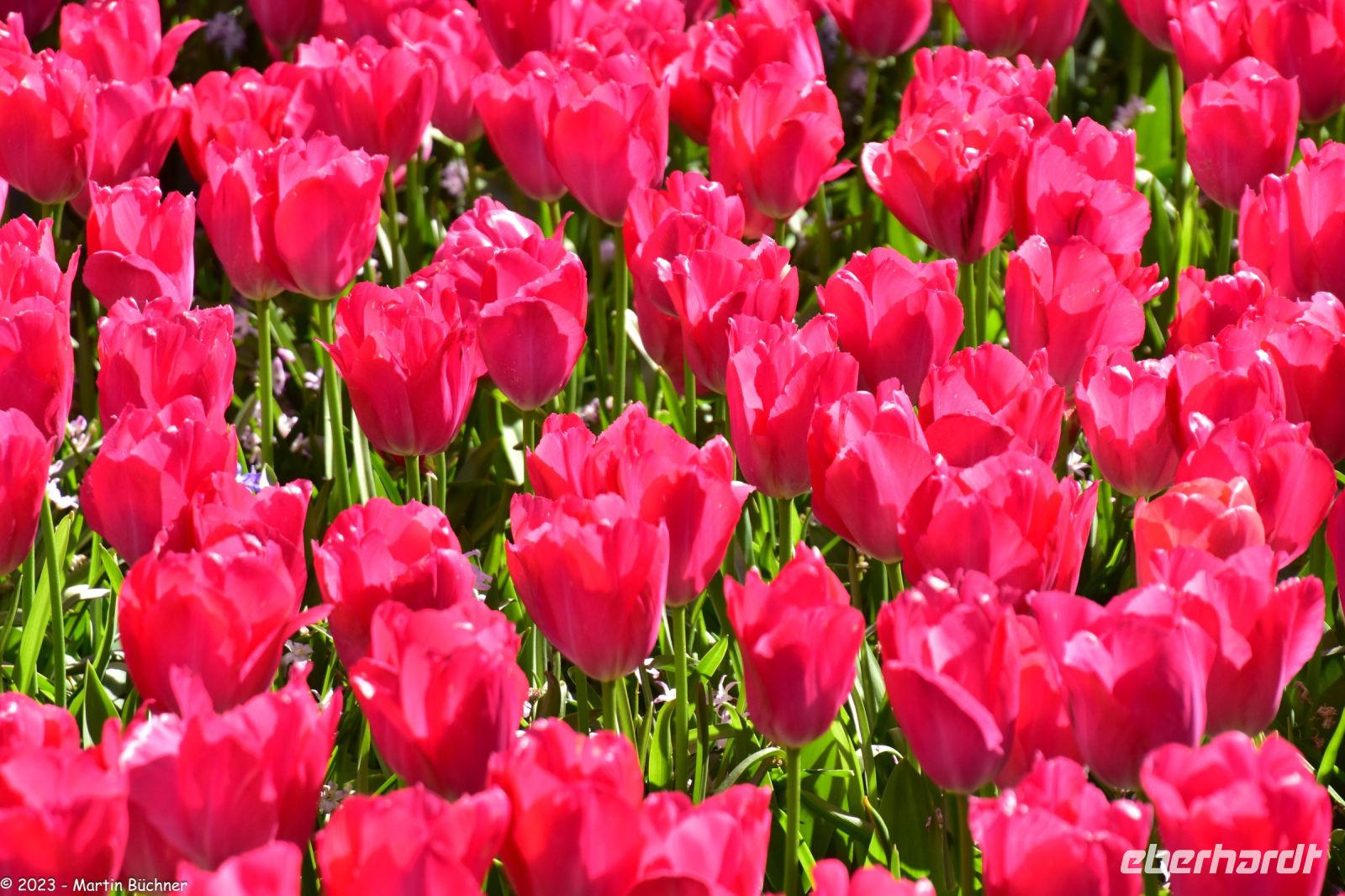 Tulpenblüte im Keukenhof