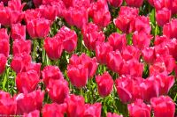 Tulpenblüte im Keukenhof