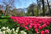 Tulpenblüte im Keukenhof