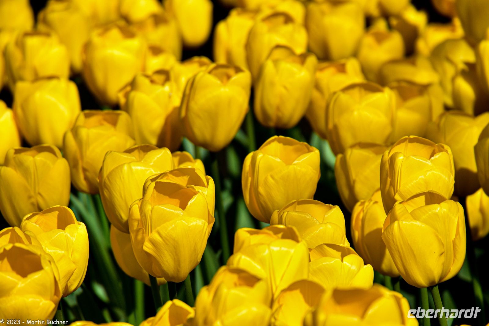 Tulpenblüte im Keukenhof