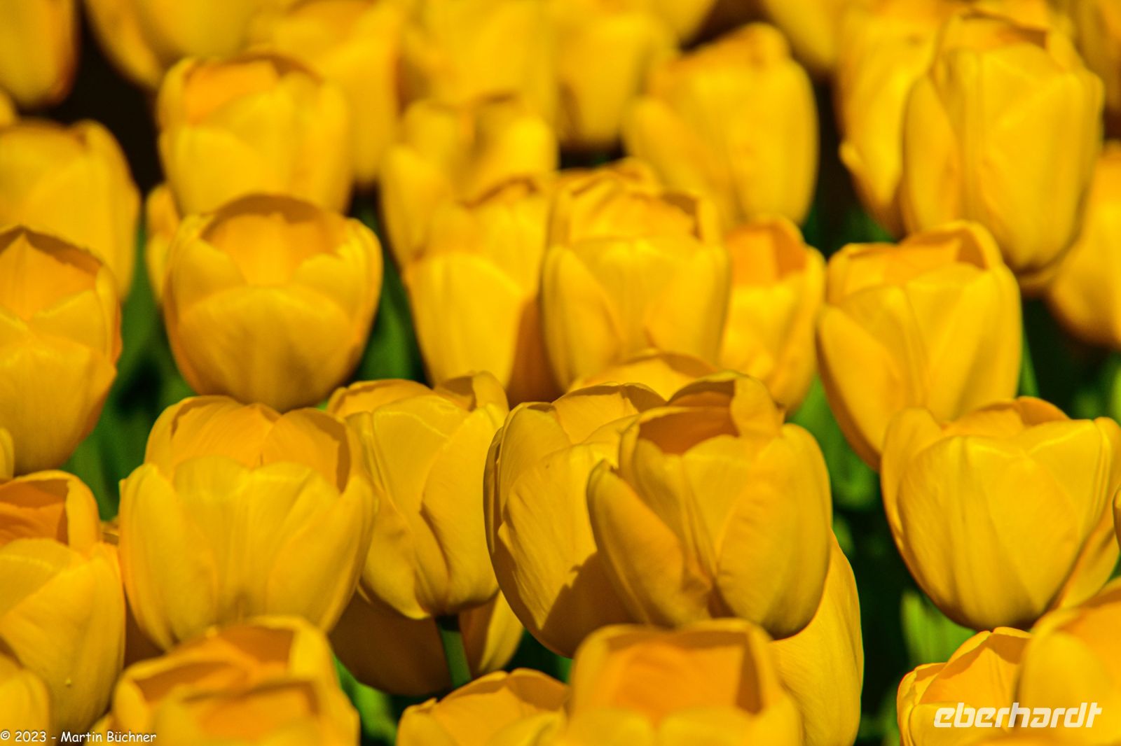 Tulpenblüte im Keukenhof