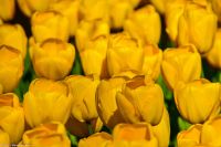 Tulpenblüte im Keukenhof