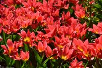 Tulpenblüte im Keukenhof