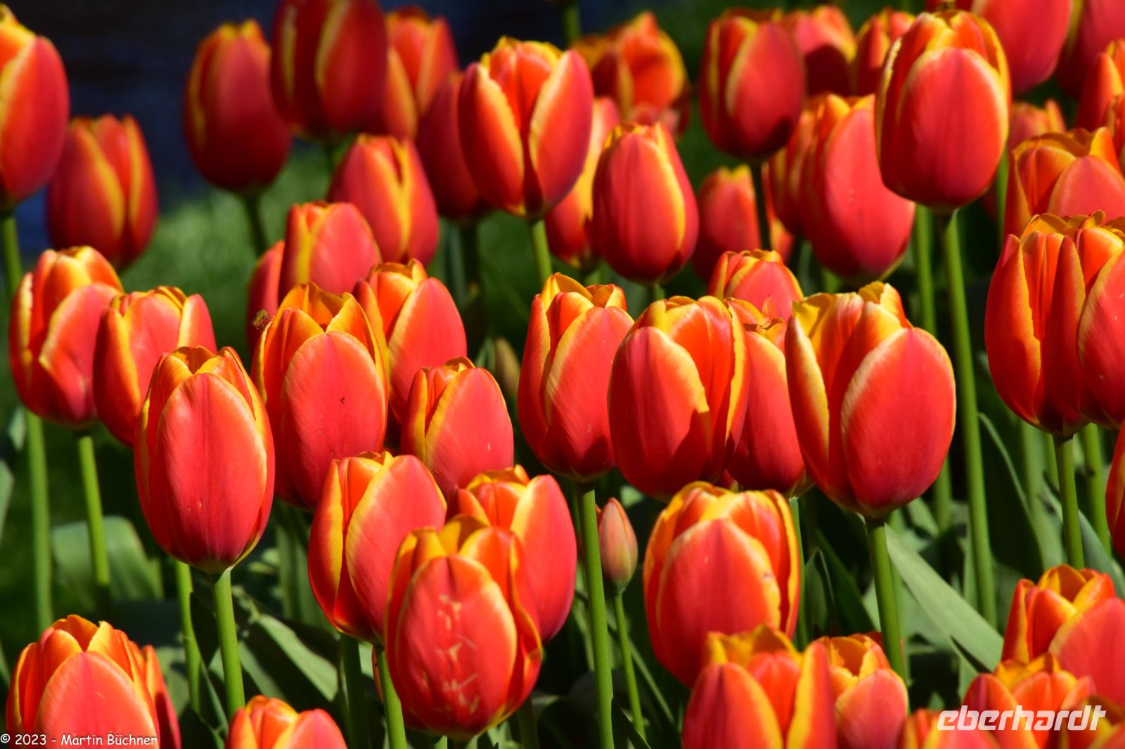 Tulpenblüte im Keukenhof