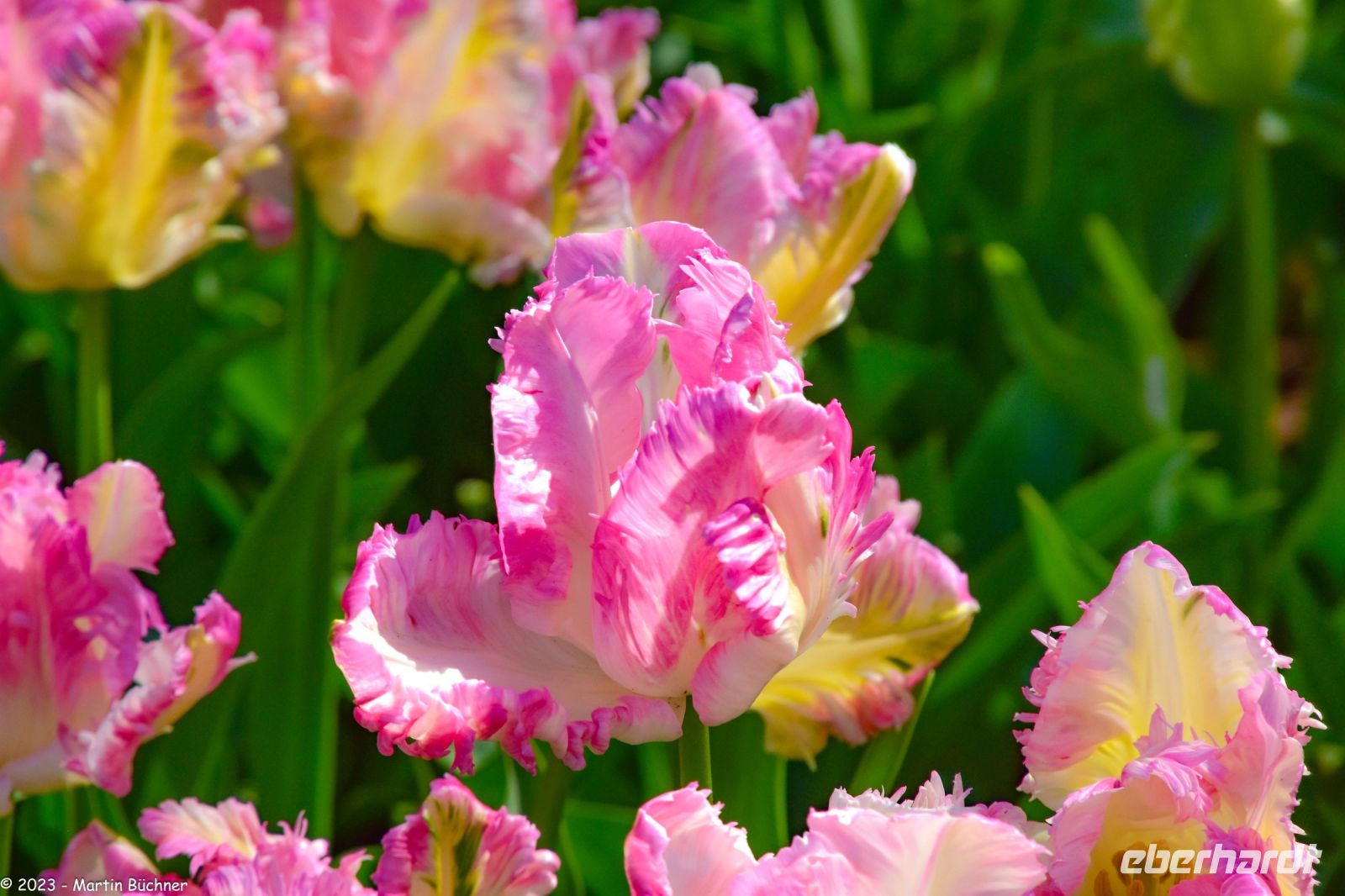 Tulpenblüte im Keukenhof